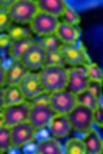 LC Jekyll and Hyde Zoanthids. Rare green grafted live coral. Buy WYSIWYG collector Zoas online.