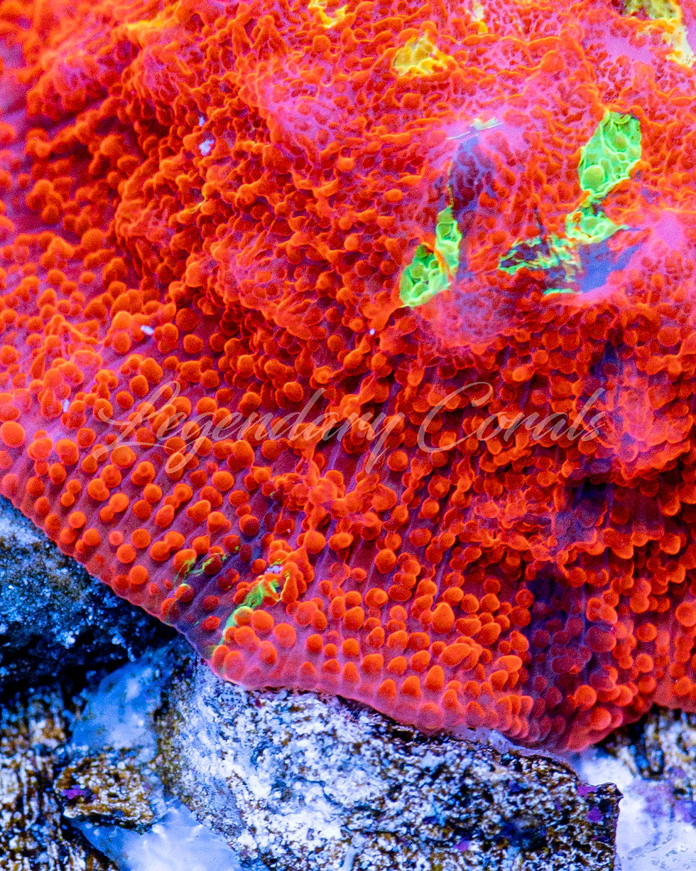WYSIWYG photo of a vibrant, large Mother Red Jawbreaker Mushroom Coral with neon green spots on a 2.5-inch frag disk.