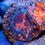 Thumbnail: Close-up of textured Blastomussa coral colony, blending vibrant orange and deep blue-purple colors.