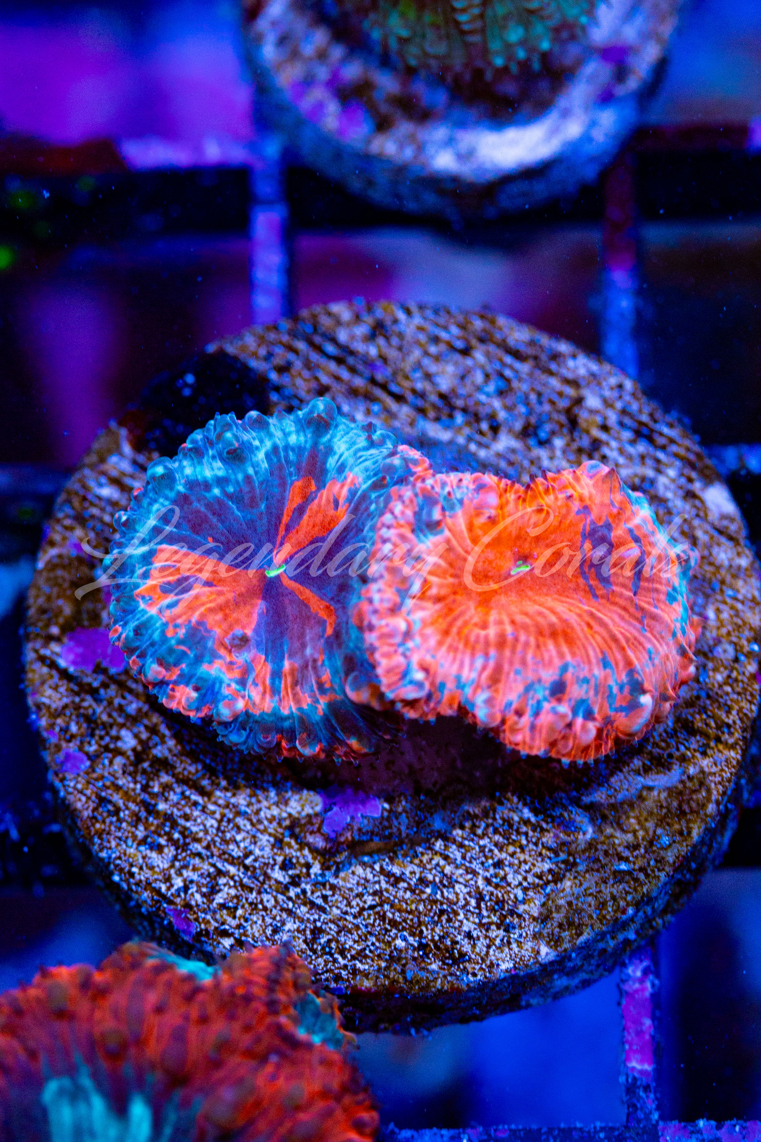 LC Black Magik Blastomussa Wellsi (Insane Colors), WYSIWYG LPS Live Coral