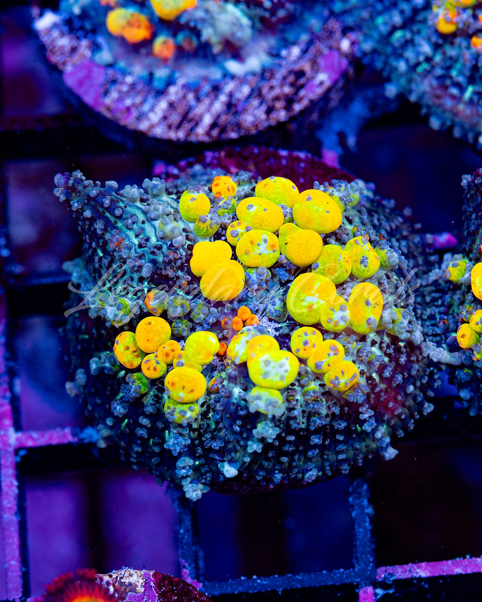 Thumbnail: WWC OG Bounce Mushroom Coral - Rare Neon Orange Bubble Rhodactis