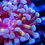Thumbnail: LC Royal Orchid Hammer Coral: Rare euphyllia coral featuring bright metallic gold stems and soft purple tips.