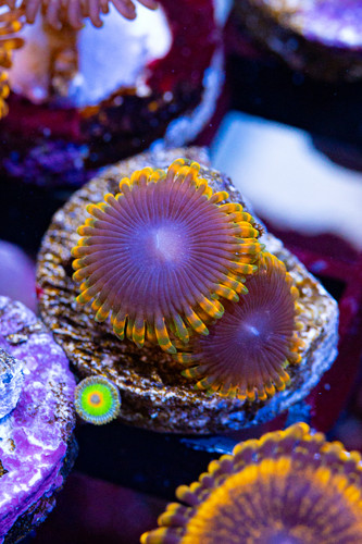 Stiggy Marley Zoanthids Zoa Soft Coral Live Reef Frag