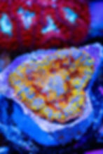 Buy LC Golden Phoenix Rhodactus Mushroom. Gold & orange live coral. WYSIWYG corals online.