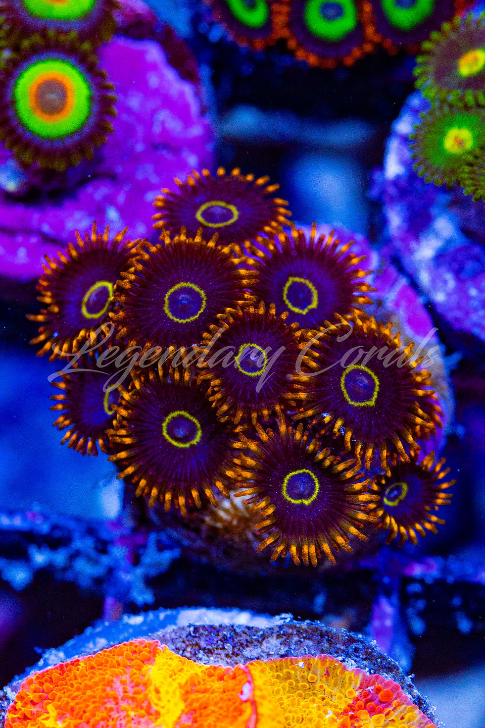 Rainbow Hornet Zoanthids: Vibrant live coral featuring a metallic orange skirt, bright yellow ring, and deep blue body.