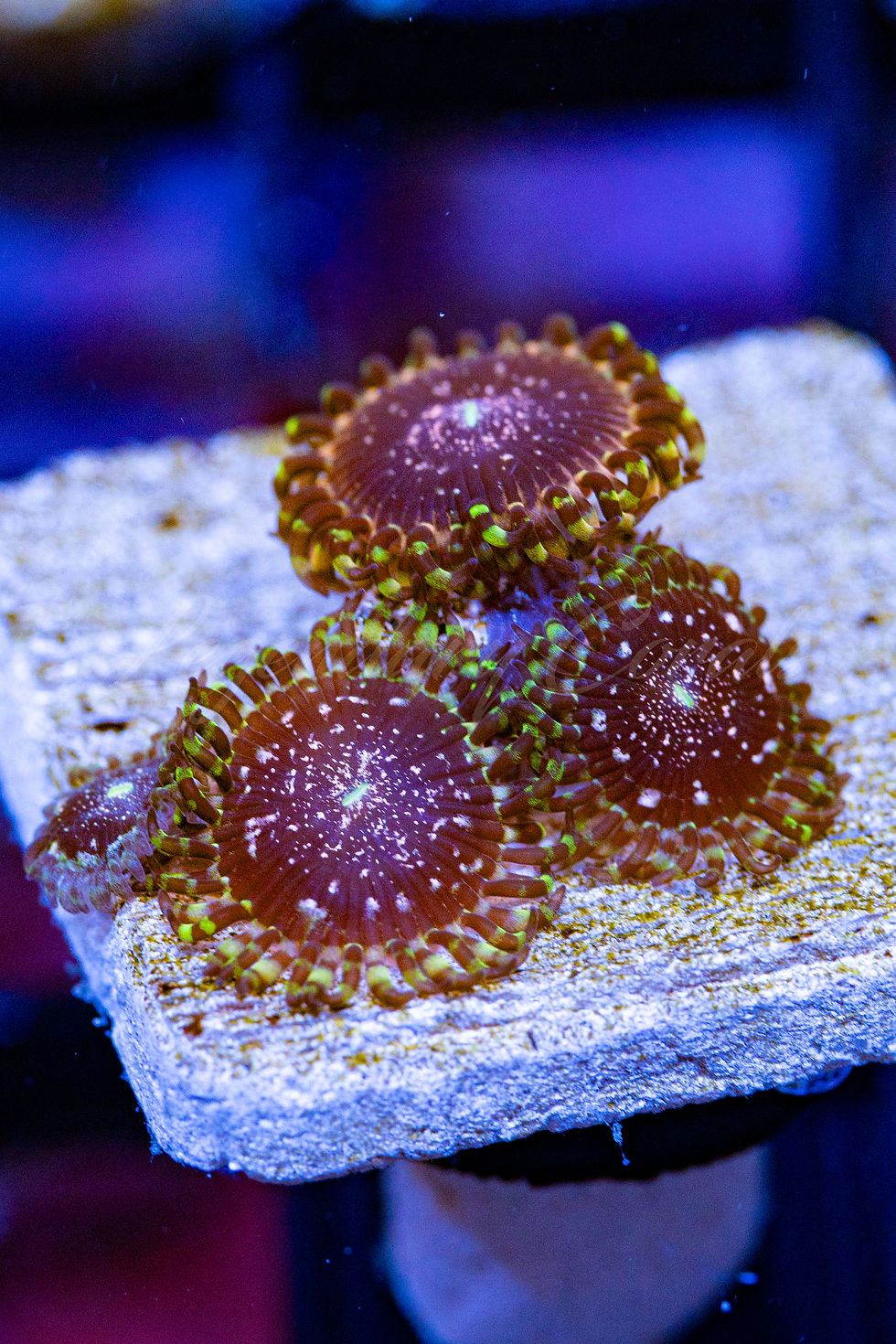 Gizmos Zoanthids coral frag on a white plug, showing deep purple-black face with glittery speckles and a green-tipped skirt.