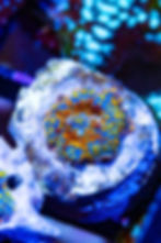 Buy LC Golden Phoenix Rhodactus Mushroom. Gold & orange live coral. WYSIWYG corals online.