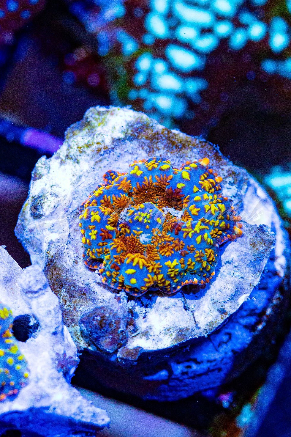 Buy LC Golden Phoenix Rhodactus Mushroom. Gold & orange live coral. WYSIWYG corals online.