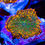 Thumbnail: Rare LC Maui Waui Rhodactus Mushroom Coral. Vibrant neon green and orange fluorescent reef coral for saltwater aquariums.