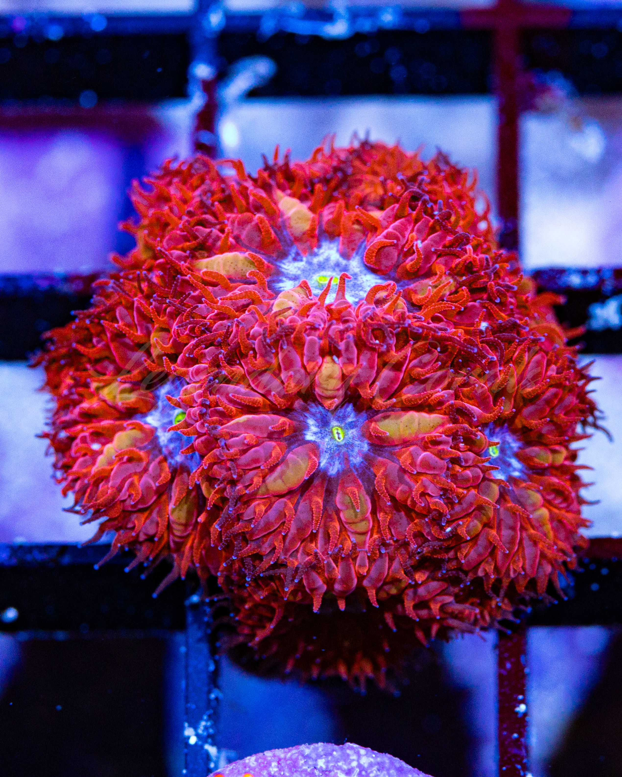 Vibrant Blue Ravens Blastomussa coral featuring bright red polyps with glowing blue centers on a frag rack.