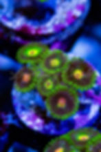 LC Jekyll and Hyde Zoanthids. Rare green grafted live coral. Buy WYSIWYG collector Zoas online.