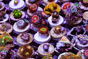 Zoanthid Tank Collage.jpg