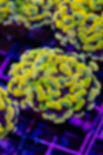 Buy Holy Guacamole Gold Hammer online. WYSIWYG branching Euphyllia green & gold marbled coral.
