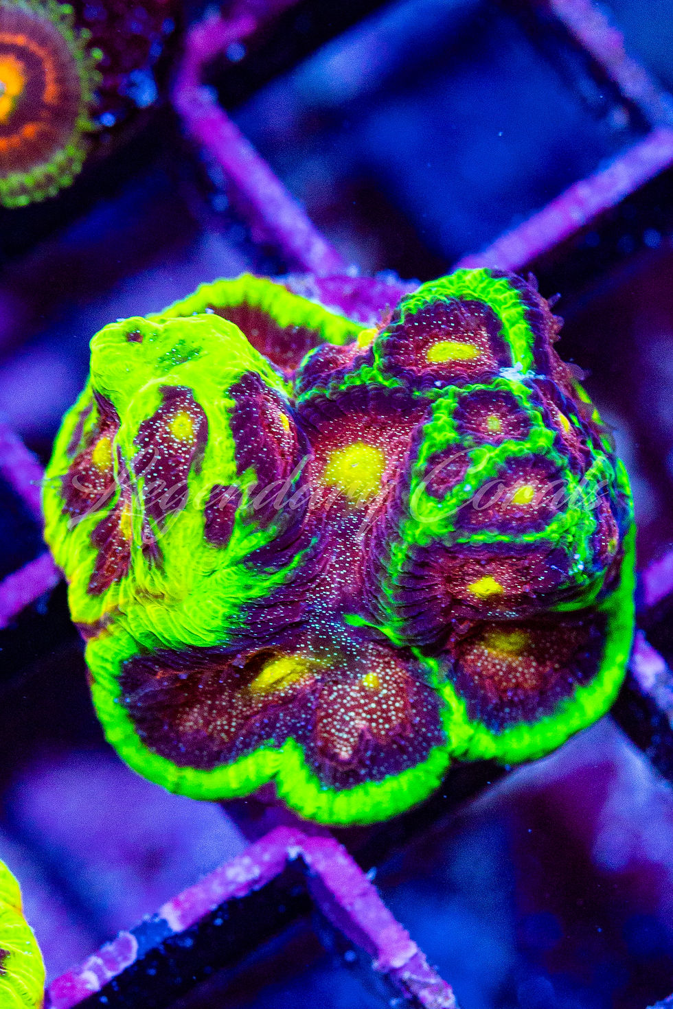 WWC Bejeweled Favia Coral: Neon lime green ridges with metallic red centers and golden eyes. WYSIWYG live coral frag for sale