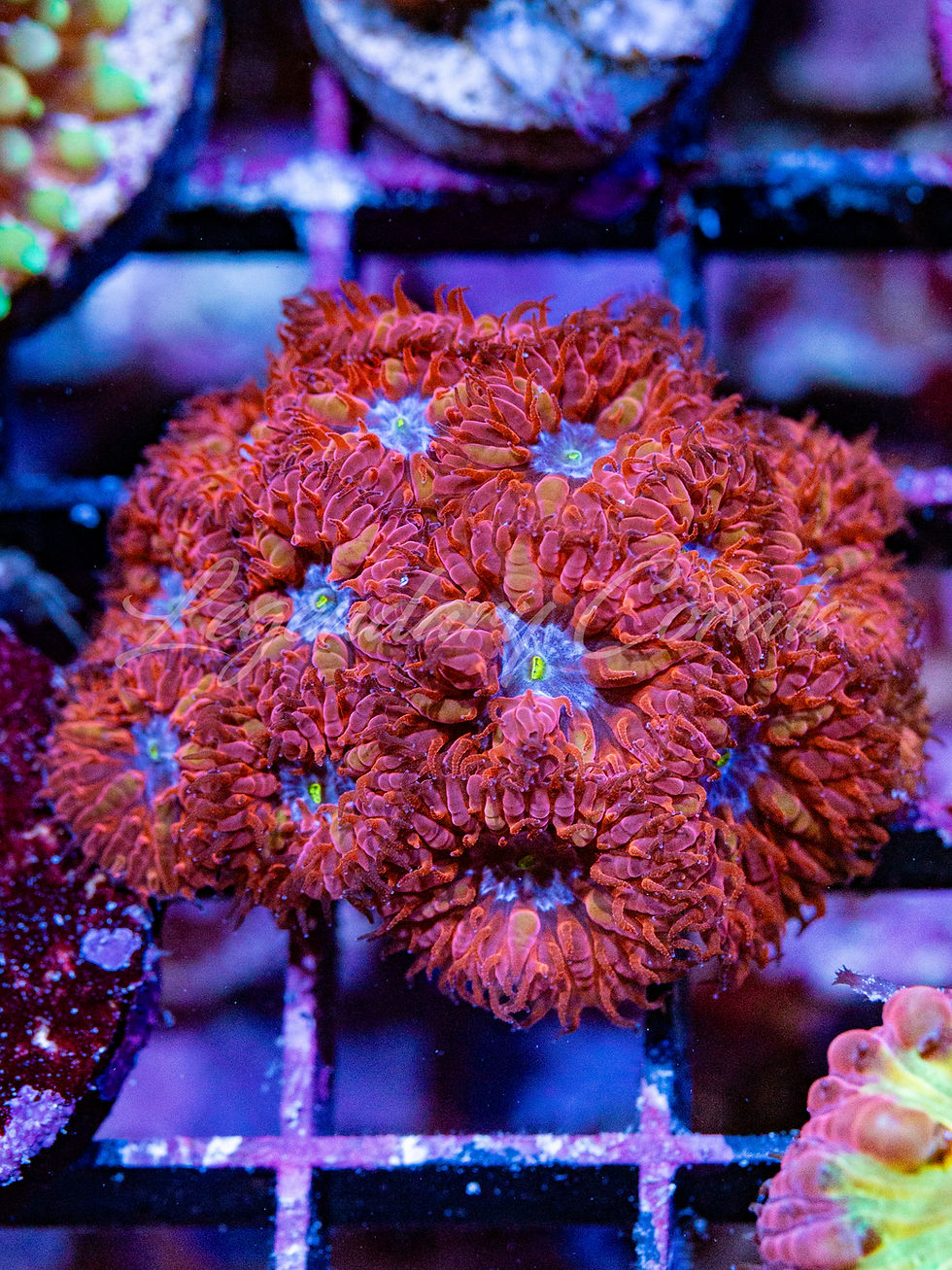 Vibrant Blue Ravens Blastomussa coral featuring bright red polyps with glowing blue centers on a frag rack.