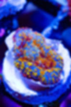 Buy LC Golden Phoenix Rhodactus Mushroom. Gold & orange live coral. WYSIWYG corals online.