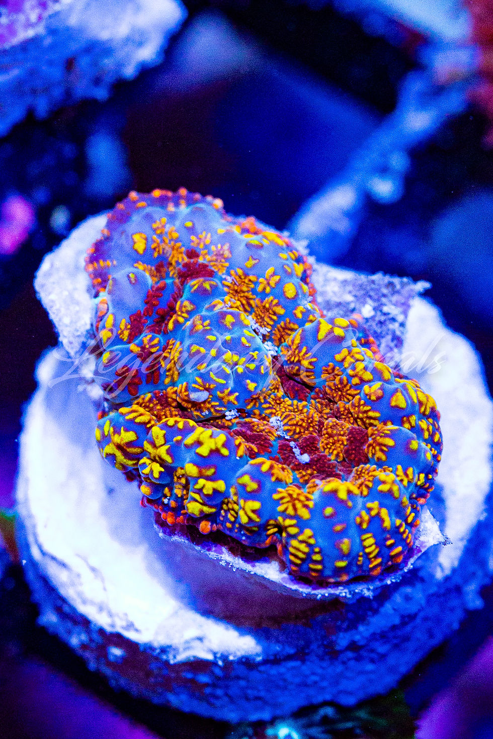 Buy LC Golden Phoenix Rhodactus Mushroom. Gold & orange live coral. WYSIWYG corals online.