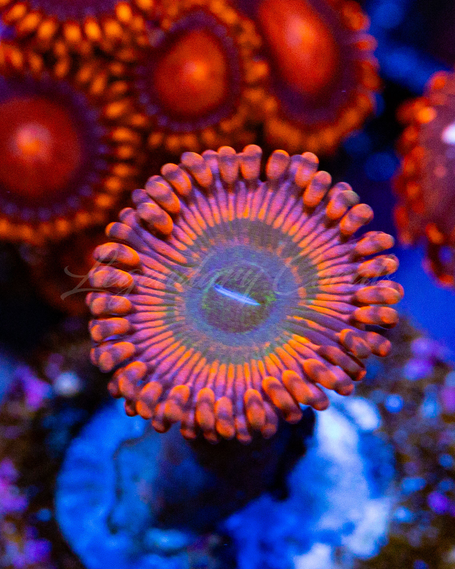 LC Sriracha Zoanthid polyp with vibrant orange tentacles and green center on frag plug.