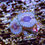 Thumbnail: Close-up of White Walkers Zoanthids, showing pastel white skirts and purple centers on a coral frag plug, a rare Zoanthid sof