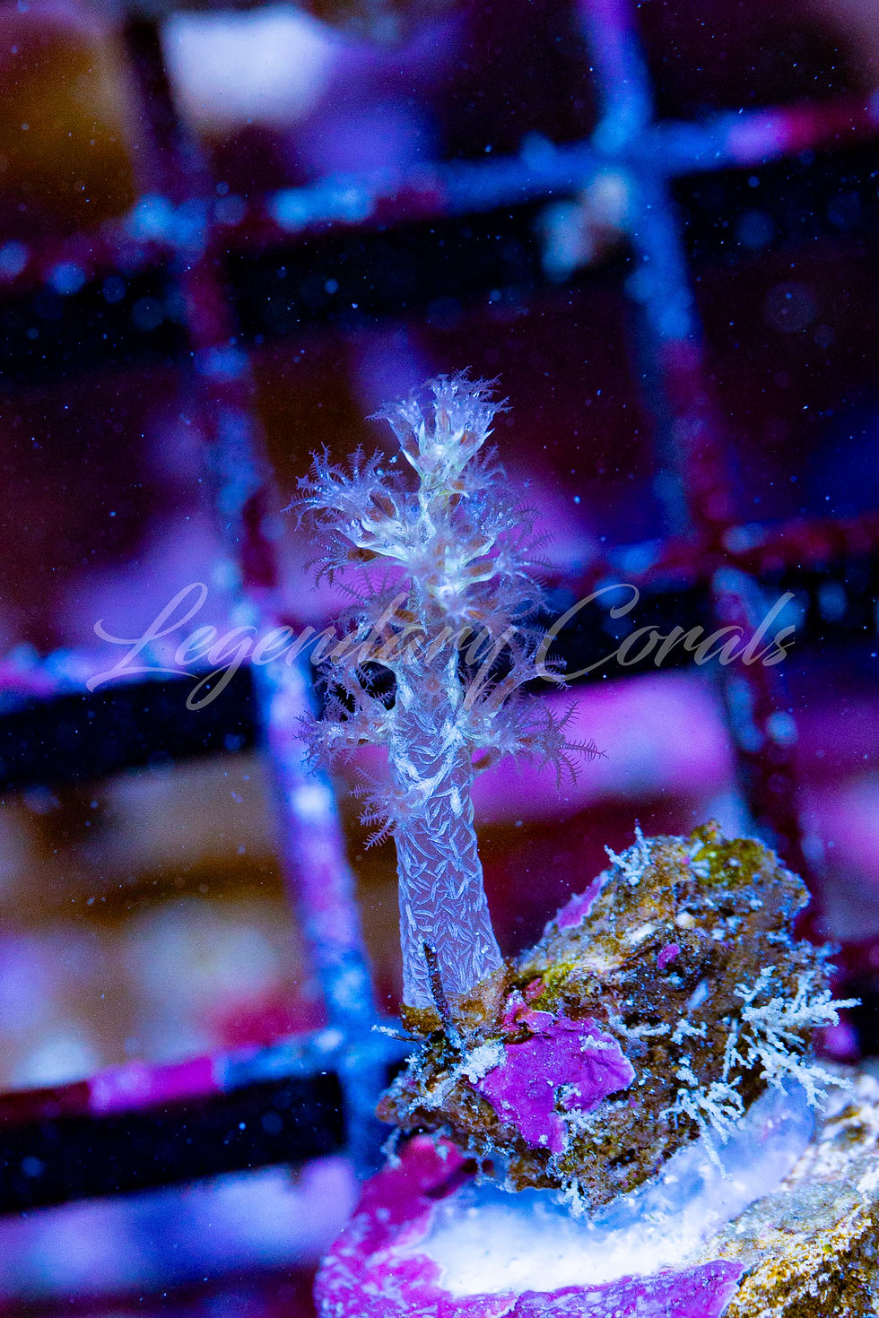 Thumbnail: LC Pink Lemonade Stereonephthya Soft Coral Frag, 1.5" WYSIWYG Live Coral F