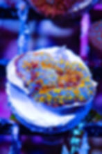 Buy LC Golden Phoenix Rhodactus Mushroom. Gold & orange live coral. WYSIWYG corals online.
