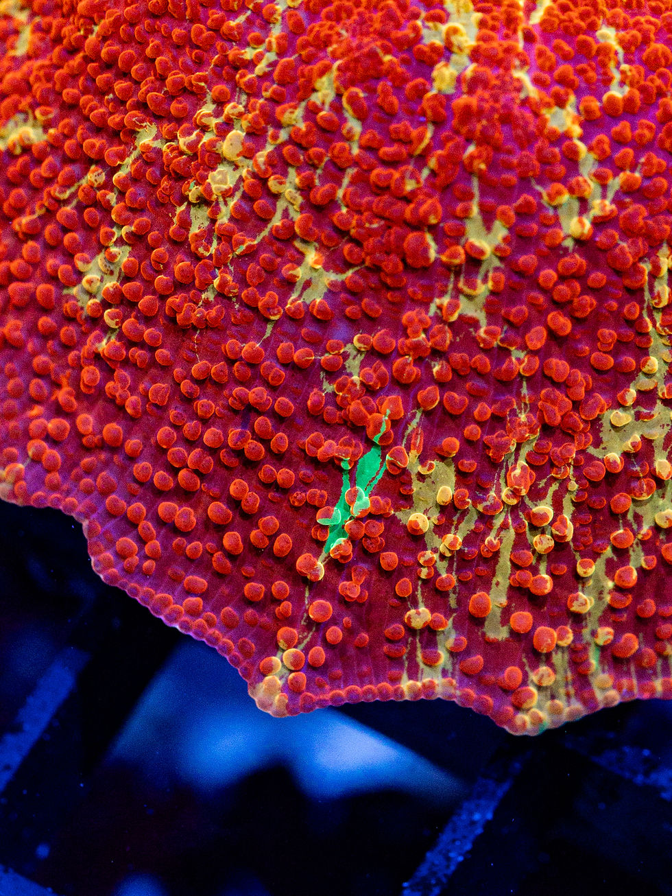 WYSIWYG photo of a vibrant, large Mother Red Jawbreaker Mushroom Coral with neon green spots on a 2.5-inch frag disk.