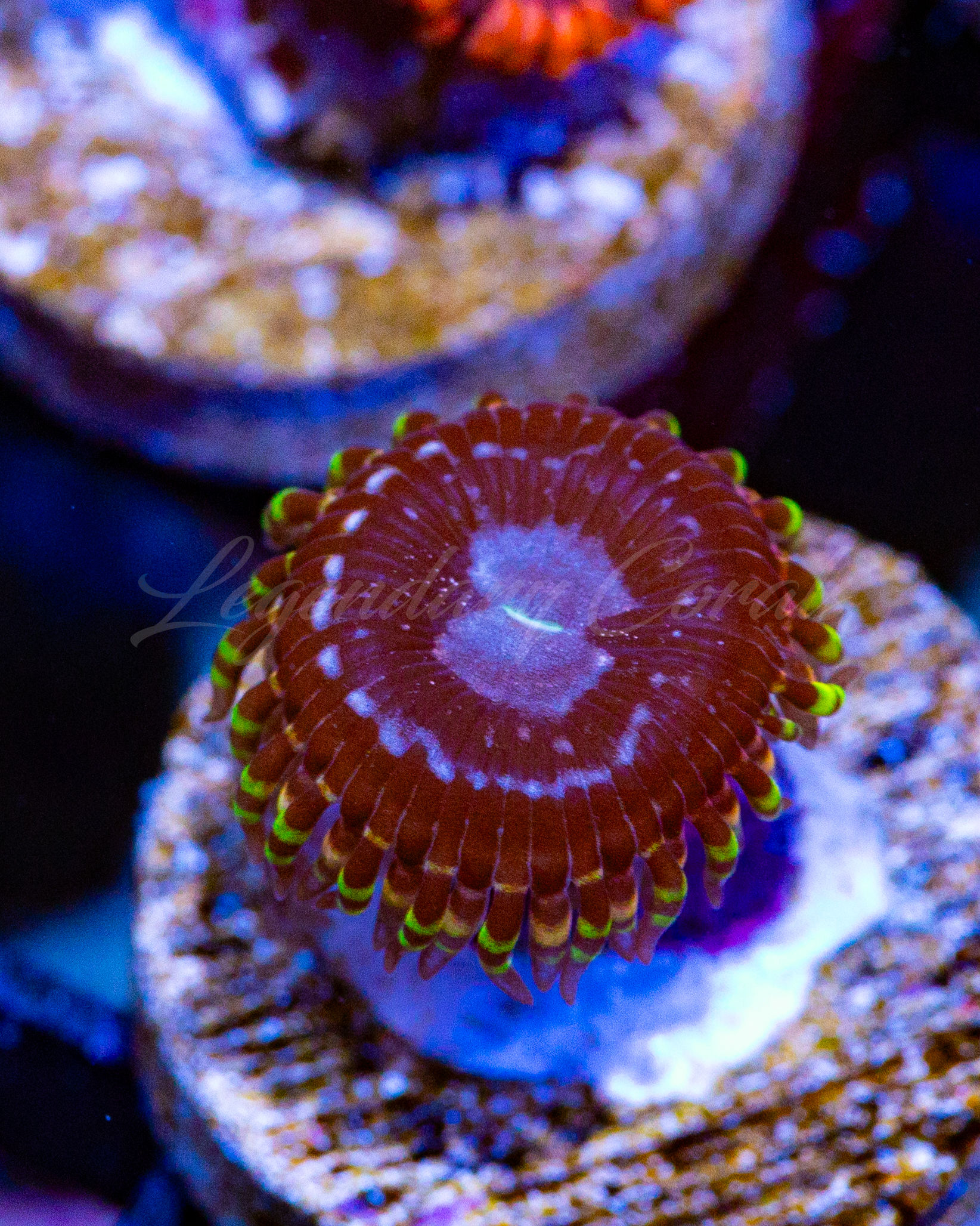 Koala Eyes Zoanthids: Rare coral with a black and blue-purple center and stunning rainbow skirts in pink, yellow, and green