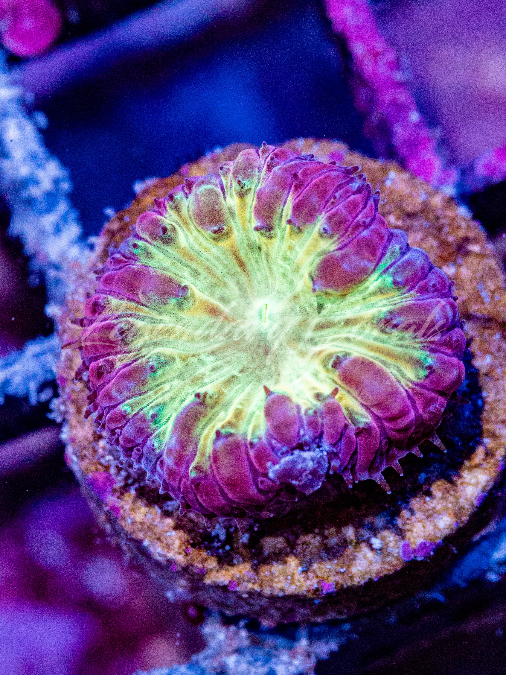 WYSIWYG Pink Lemonade Blastomussa Colony - Vibrant Live Reef Coral