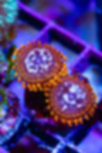 Utter Chaos Zoanthids: Live coral with neon orange skirts, white speckled black faces, and blue mouth