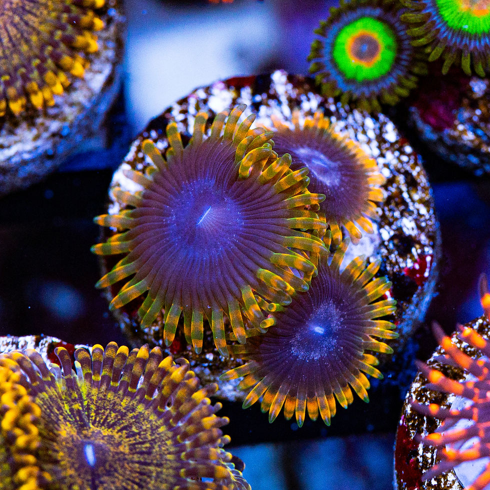 Stiggy Marley Zoanthids, WYSIWYG Coral