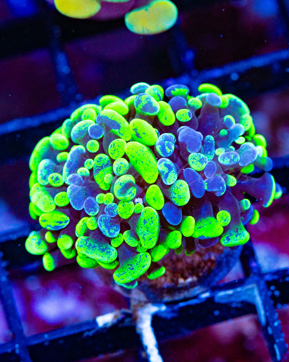 WYSIWYG Radioactive Green Splatter Hammer Coral frag. Flowy LPS Euphyllia for reef tank. Moderate light coral.
