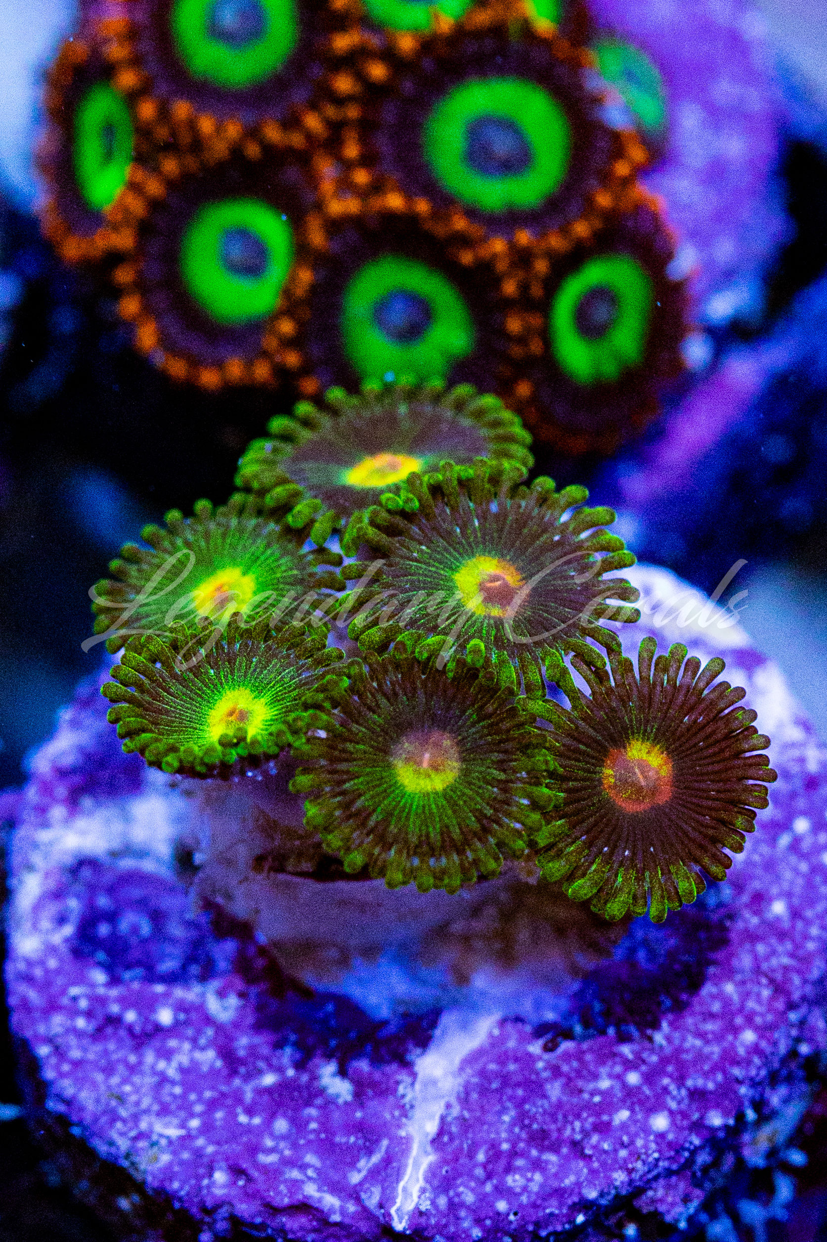LC Jekyll and Hyde Zoanthids. Rare green grafted live coral. Buy WYSIWYG collector Zoas online.
