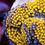 Thumbnail: Sunfire Ricordea Florida Mushroom, WYSIWYG Live Coral