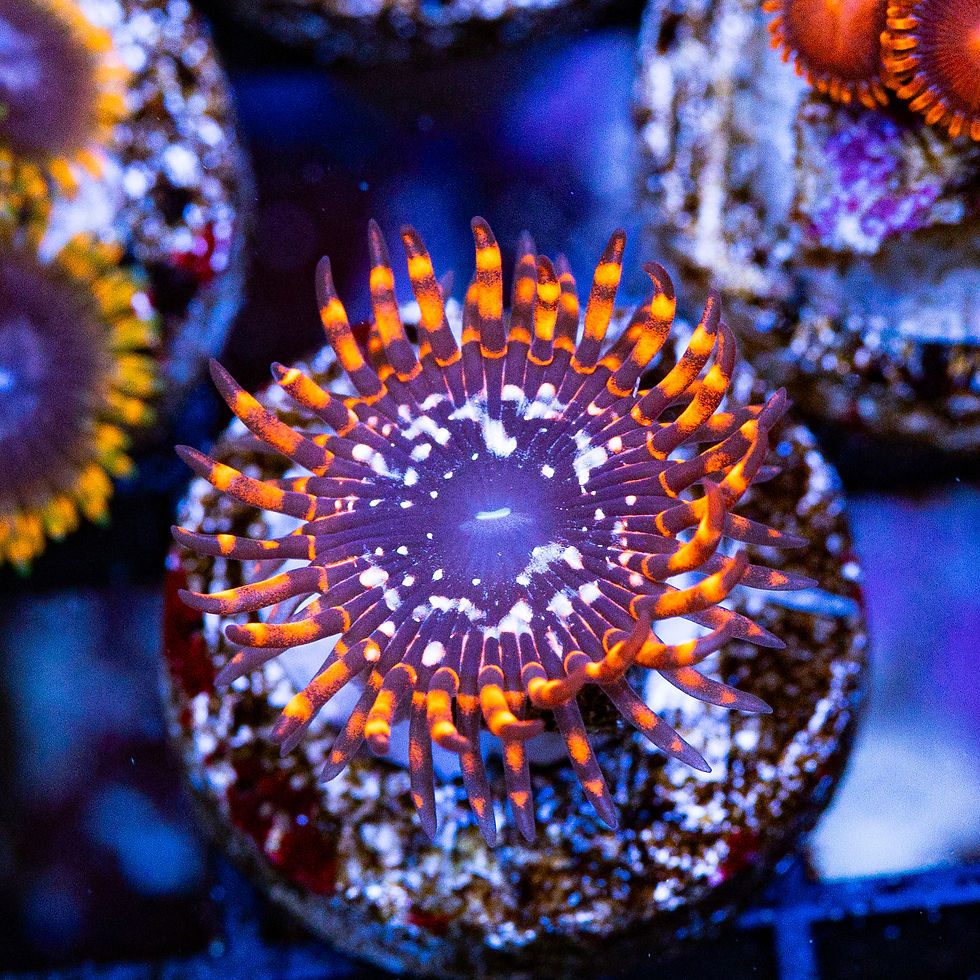 Utter Chaos Zoanthids, WYSIWYG Corals