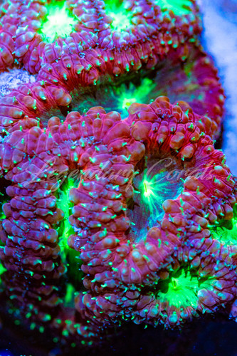 Insane Splatter/ Grafted Blastomussa Wellsi Colony, WYSIWYG LPS