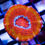 Thumbnail: Firecracker Acan Lordhowensis LPS coral frag, vibrant fire-red and bright-orange polyps on a white frag plug.