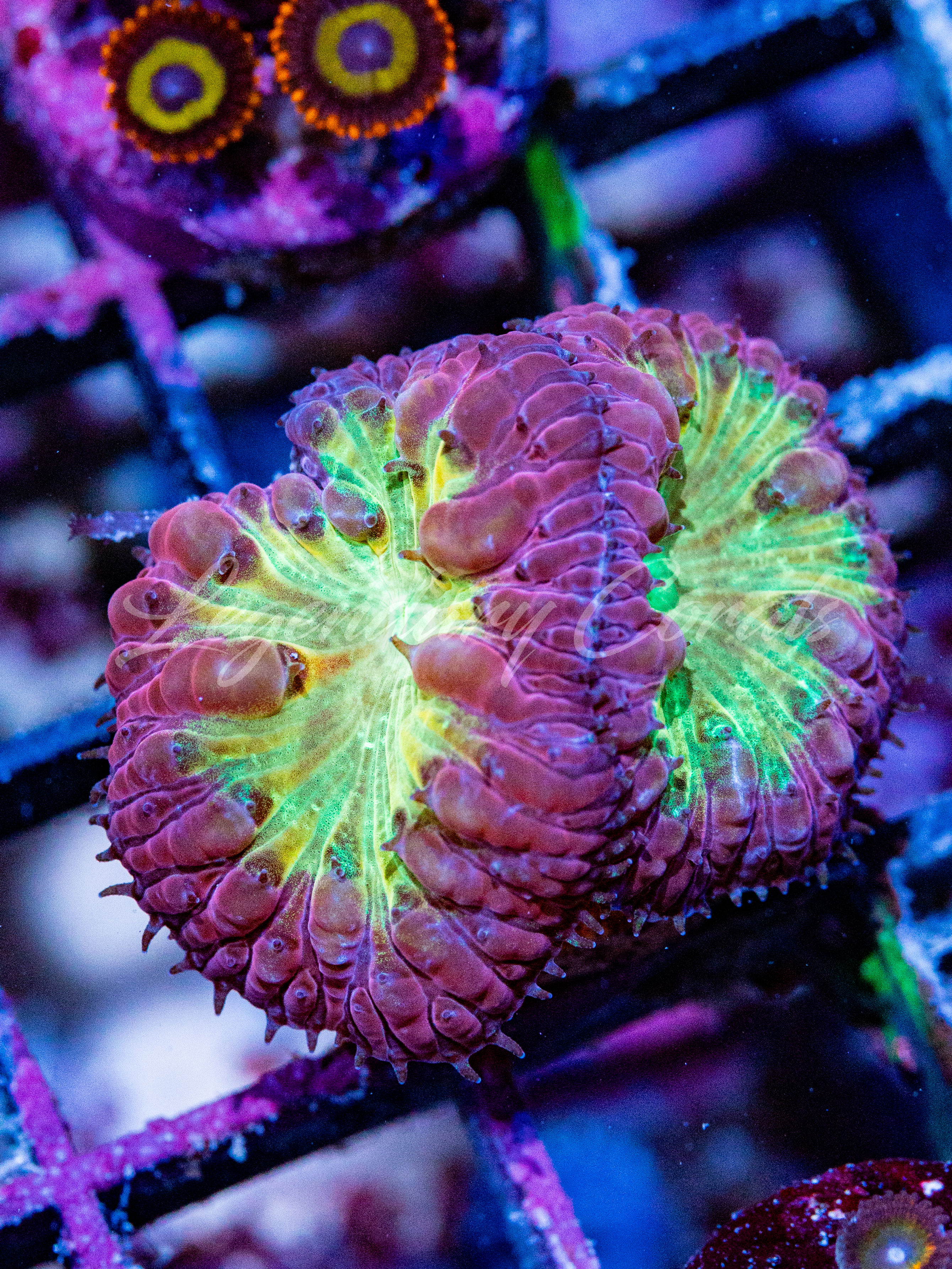 WYSIWYG Pink Lemonade Blastomussa Colony - Vibrant Live Reef Coral