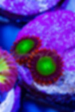 Goblins on Fire Zoanthids. Neon green center & red skirt. Buy WYSIWYG live corals online.