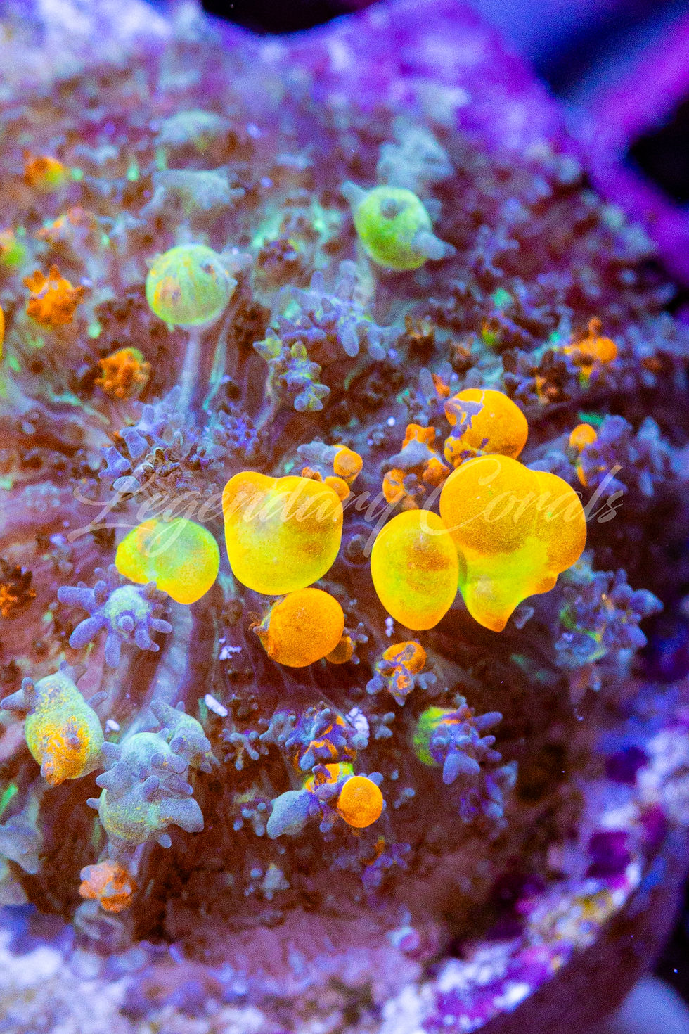 Thumbnail: WWC OG Bounce Mushroom Coral - Rare Neon Orange Bubble Rhodactis