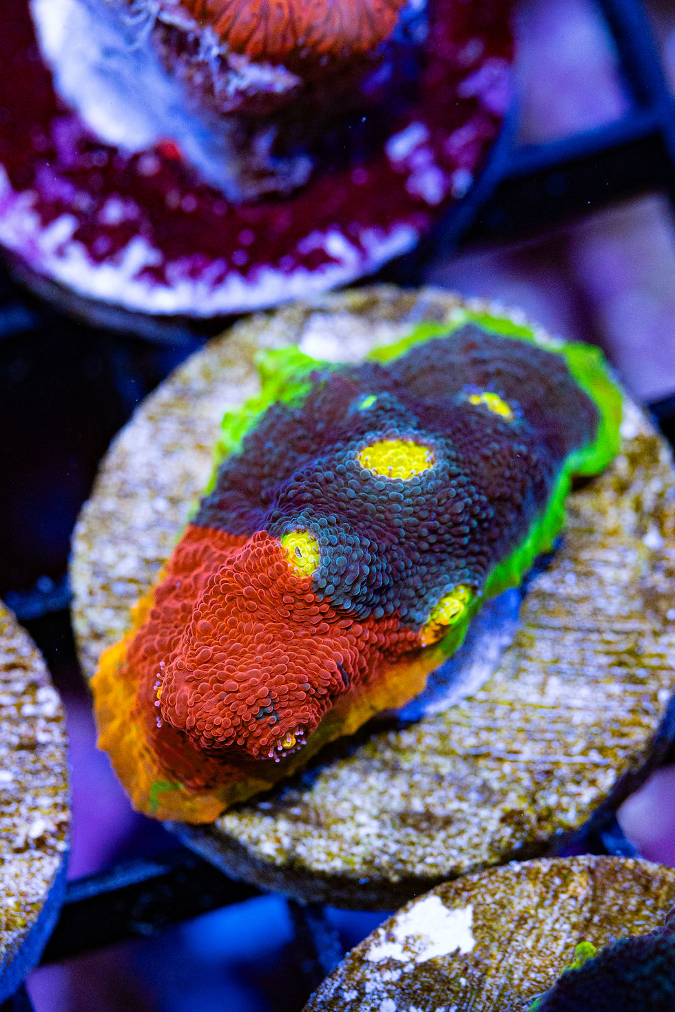 WYSIWYG CB Rainbow Crush Chalice Coral on a large frag disk