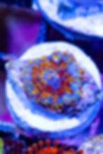 Buy LC Golden Phoenix Rhodactus Mushroom. Gold & orange live coral. WYSIWYG corals online.