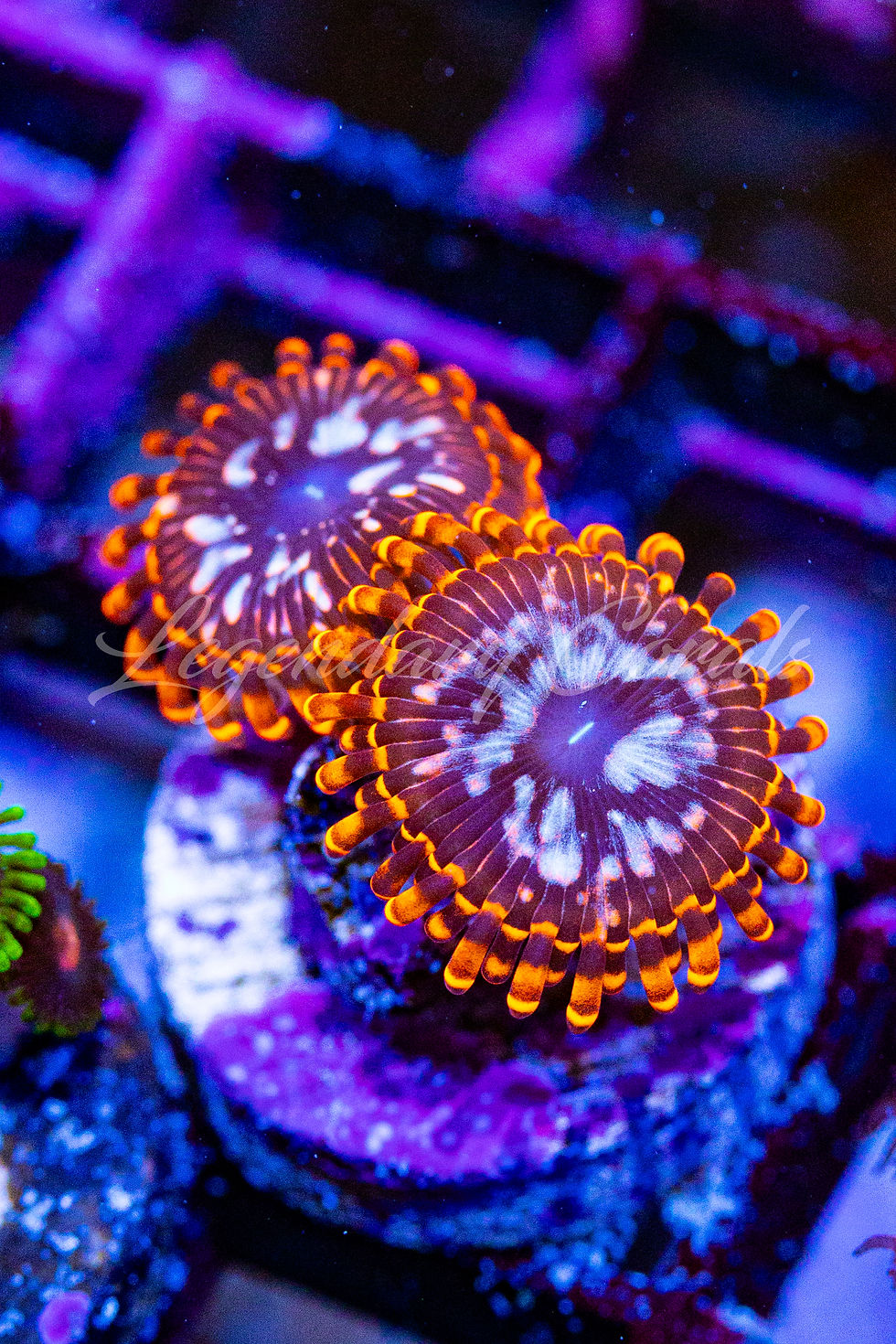 Utter Chaos Zoanthids: Live coral with neon orange skirts, white speckled black faces, and blue mouth