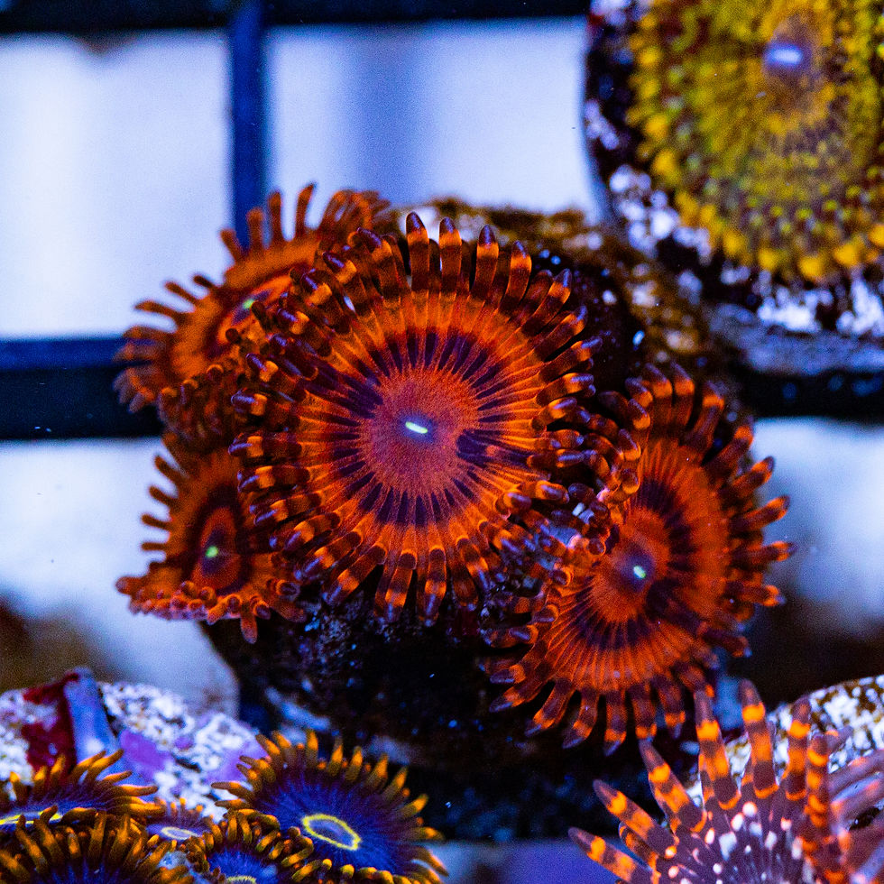 Valentine's Day Massacres Zoanthids, WYSIWYG Corals