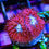 Thumbnail: Fire and Ice Blastomussa Merletti: Deep red polyps with glowing icy-white and blue centers on a coral frag rack.