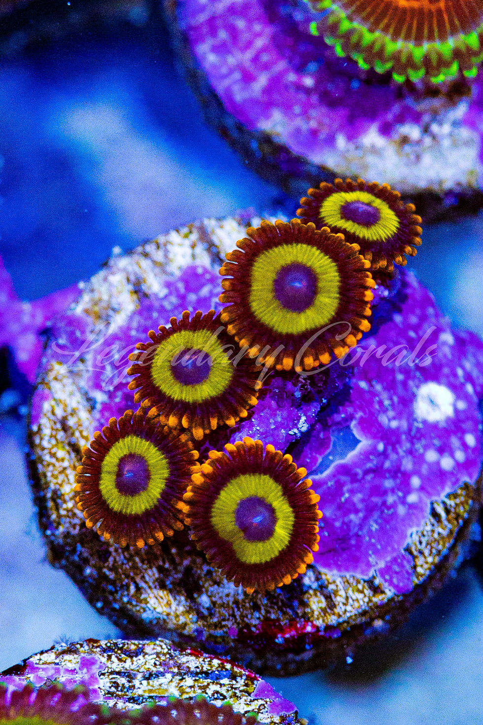Fruit Loops Zoanthids: Vibrant live coral frag with neon yellow rings, orange-tipped skirts, and purple-blue centers.