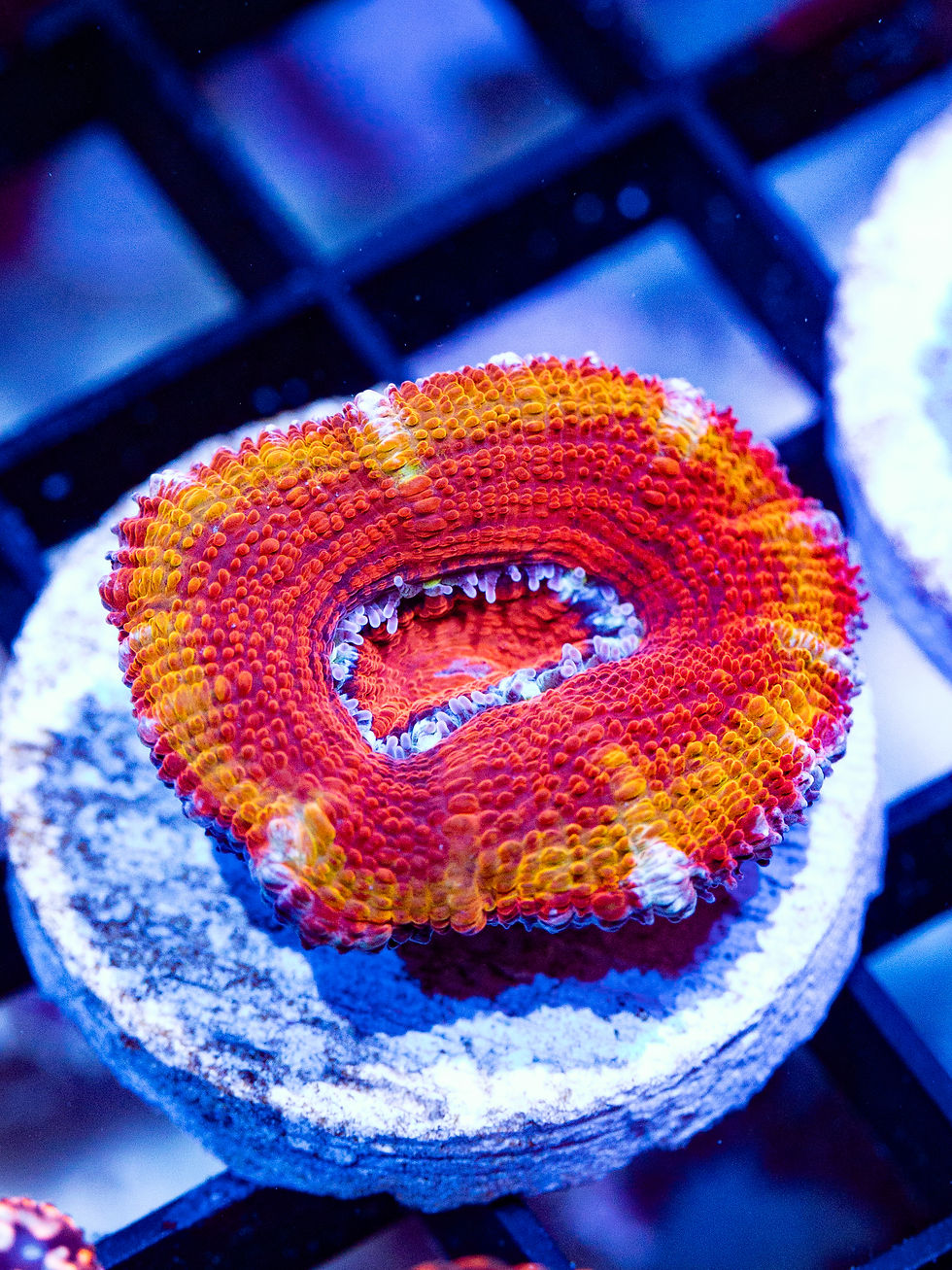 Firecracker Acan Lordhowensis LPS coral frag, vibrant fire-red and bright-orange polyps on a white frag plug.
