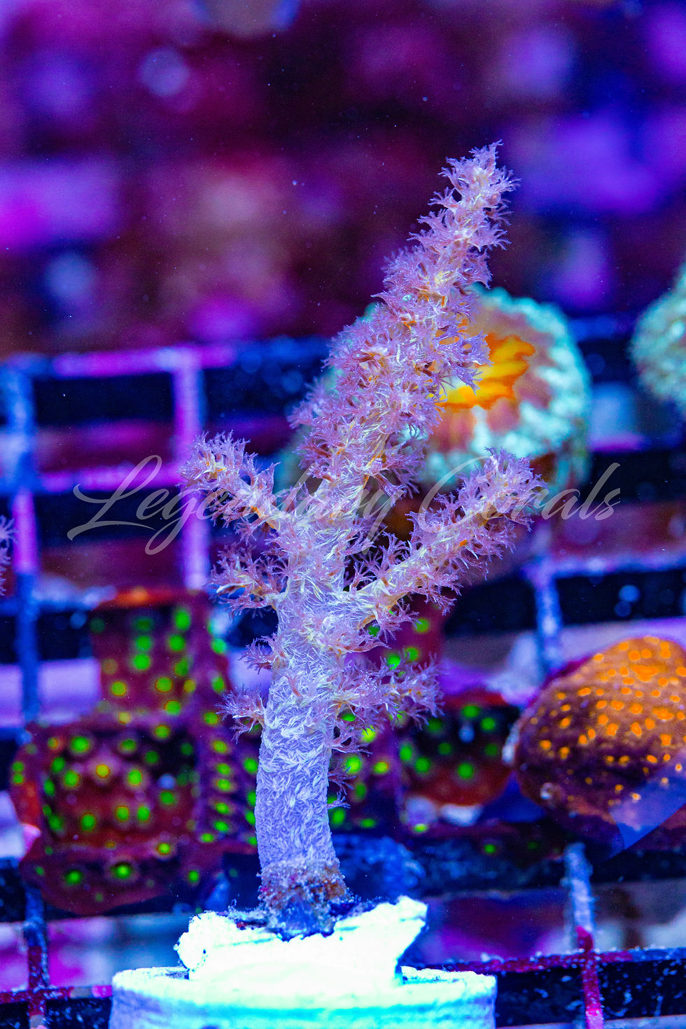 LC Pink Lemonade Stereonepthya soft coral frag with a yellow base and detailed pink-purple polyps with silver tips.