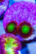 Goblins on Fire Zoanthids. Neon green center & red skirt. Buy WYSIWYG live corals online.