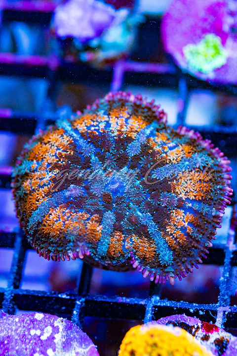4176 mushroom 670mm×580mm new fc5c7d_ab0fa861edc843dda72315b