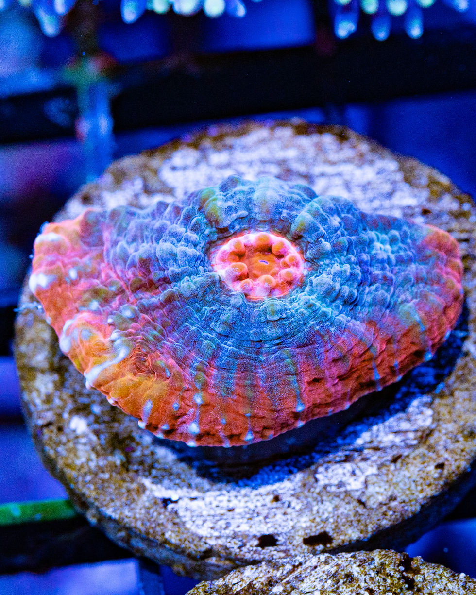 LC Jinx Chalice Coral: Vivid baby blue base with a hot pink rim and red/orange accents.